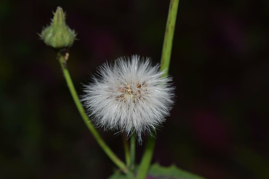 flower, garden, nature, spring, plant, white flower, flowering plant HD wallpaper