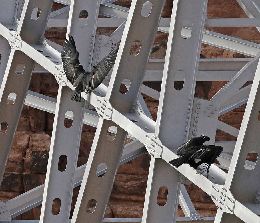 Black Birds on Scaffolding, animal, architecture, avian, bridge HD wallpaper