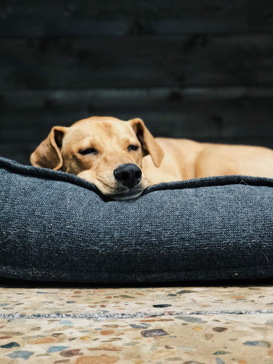 short-coated brown dog on gray fabric, dog lying down on black cushion HD wallpaper