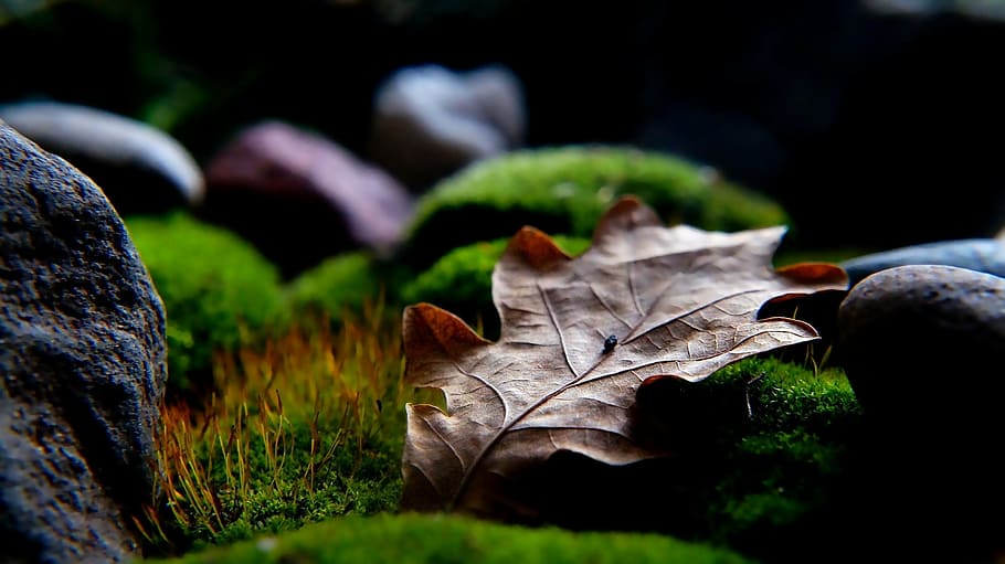 micro photograph of dried brown leaf on mossy ground surrounded by rocks HD wallpaper