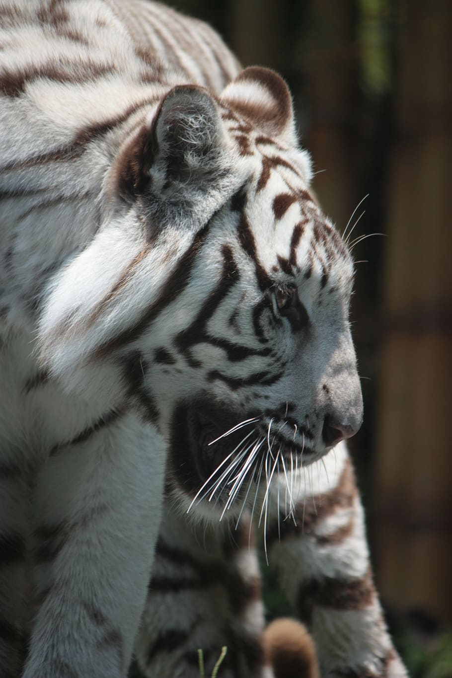 white tiger, zoo, sigfried and roy, predator, schwaz white, animal themes