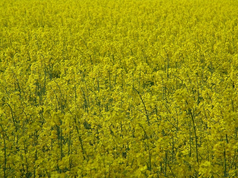 Oilseed Rape, Yellow, Fields, nature, beauty in nature, backgrounds HD wallpaper