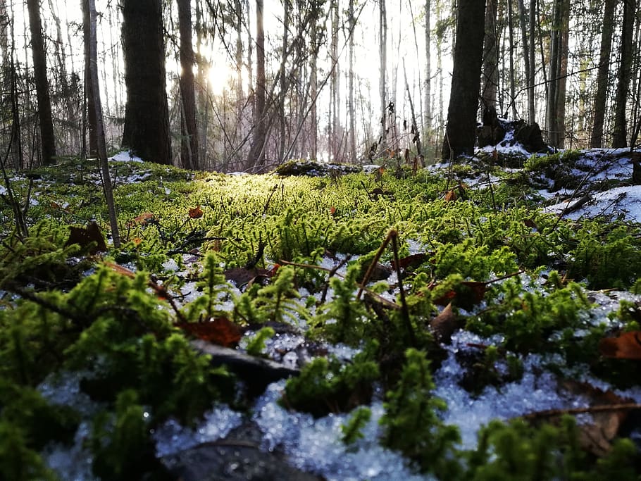moss, forest, spring, green, snow, ice, plant, tree, land, growth HD wallpaper
