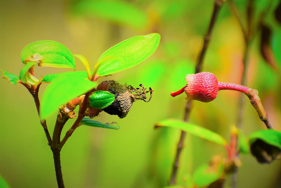 leaf, nature, flora, closeup, flower, plant, animal themes HD wallpaper
