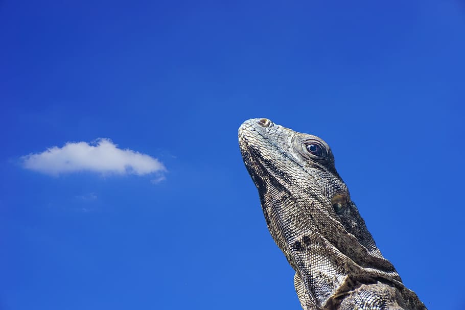 iguana, lizard, scale, reptile, animal, animal world, zoo, sky HD wallpaper