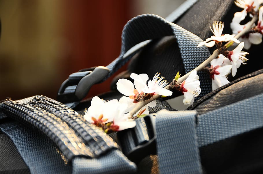 Cherry Blossoms, Flower, Spring, music, musical instrument HD wallpaper
