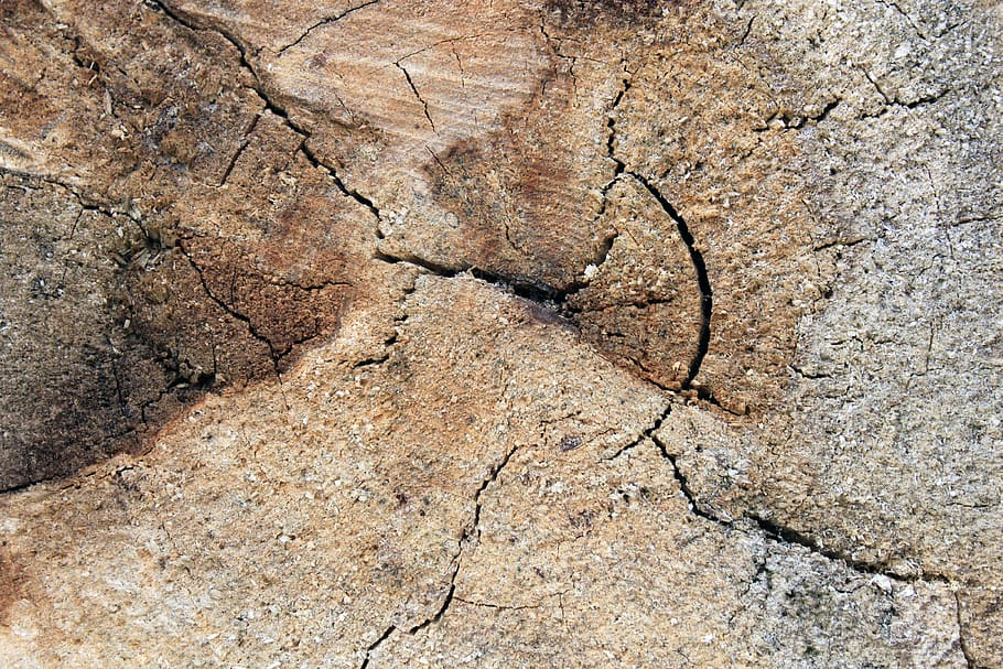 background, wood, ring, weathered, cracked wood, texture, grain