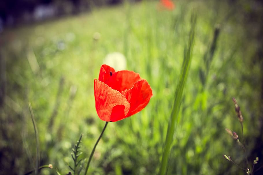 spring, flowers, nature, maki, flowering plant, beauty in nature HD wallpaper