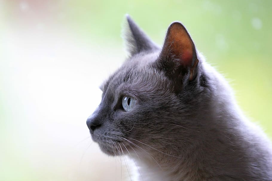 Russian blue cat in macro photography, pet, animal, one animal HD wallpaper