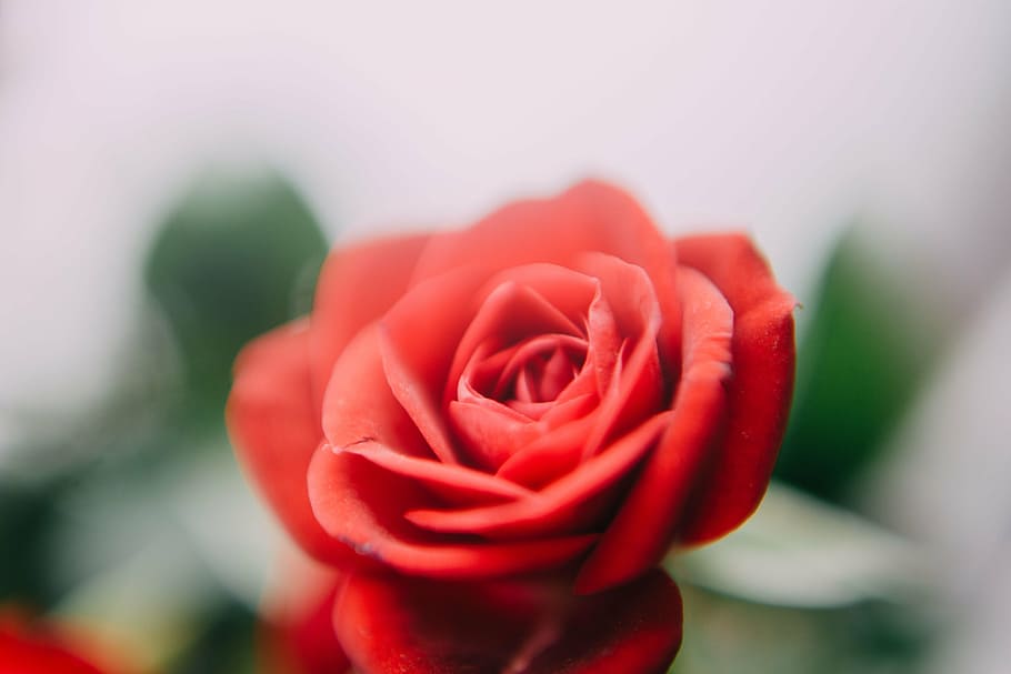 selective focus photography of red rose flower, roses, petal HD wallpaper