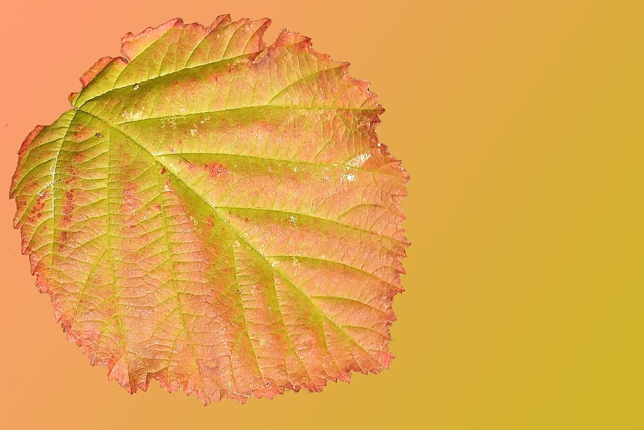 leaf, fall foliage, fall color, colorful, colorful leaves, nature HD wallpaper