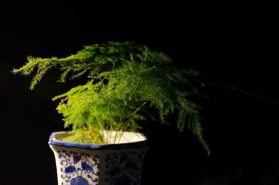 plant, material, fresh, green leaf, green color, black background HD wallpaper