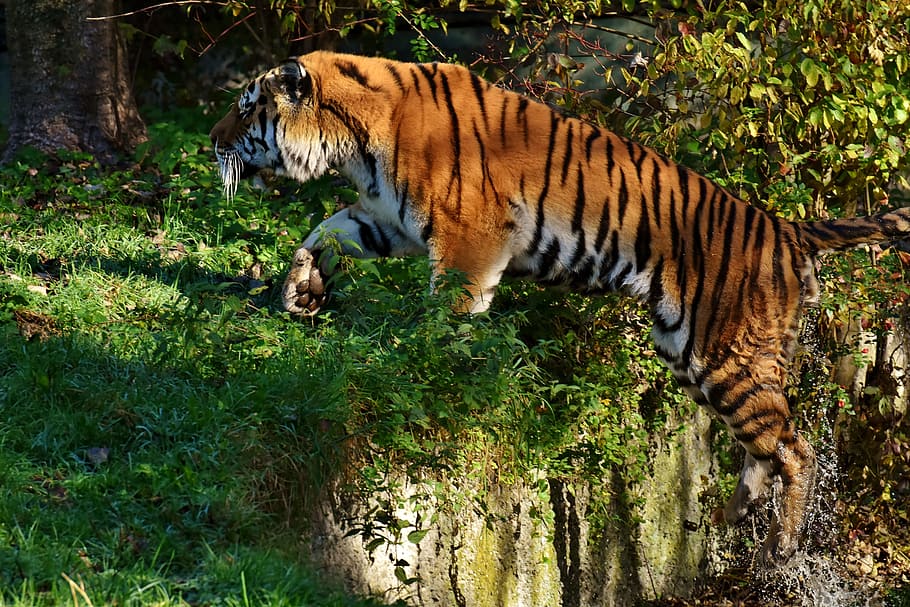 tiger, predator, jump, water, fur, beautiful, dangerous, cat HD wallpaper