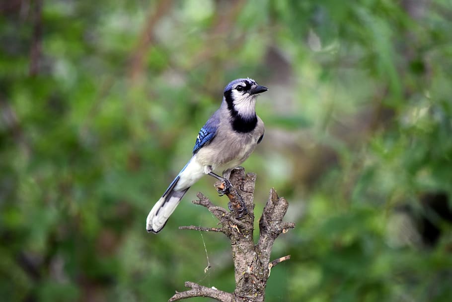 Blue, Jay, Jay, Bird, Nature, perched, wildlife, branch, feathers HD wallpaper