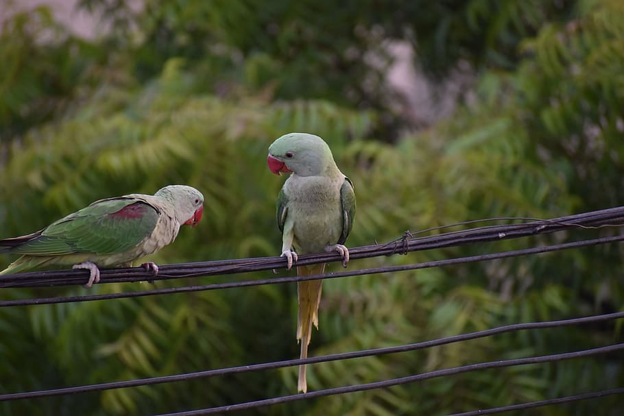parakeets, parrots, pair, one scolding, talking birds, vertebrate HD wallpaper