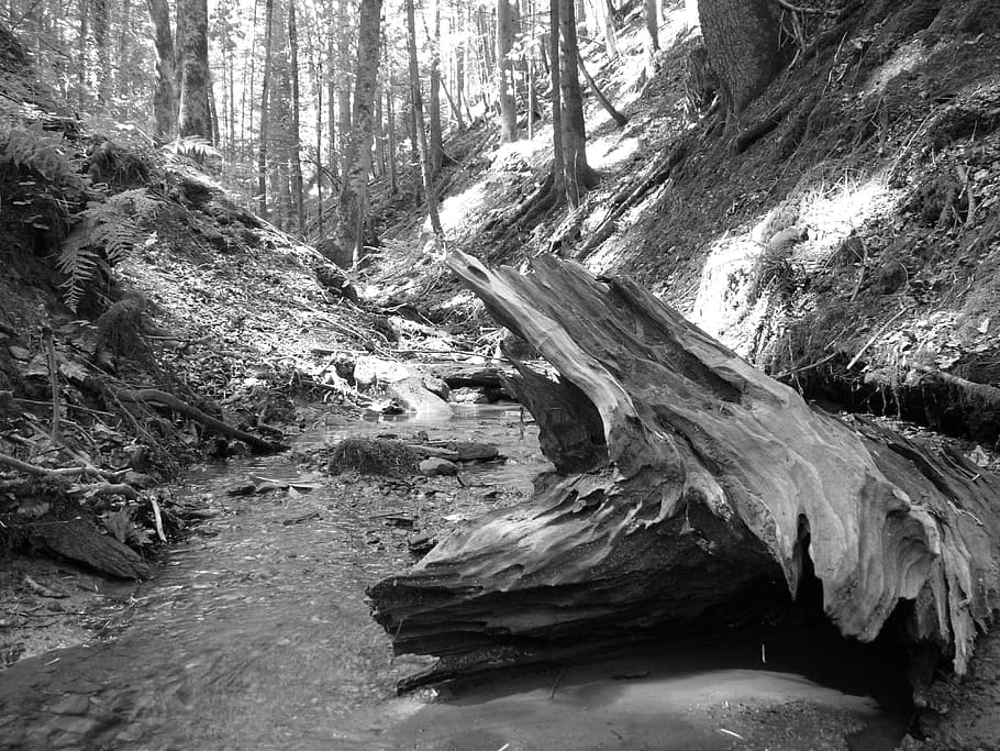 Water, Bach, Tree Root, Wood, nature, black And White, forest HD wallpaper