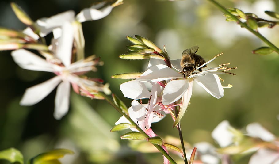 bee, nature, insect, macro, pollinator, garden, flower, foraging HD wallpaper