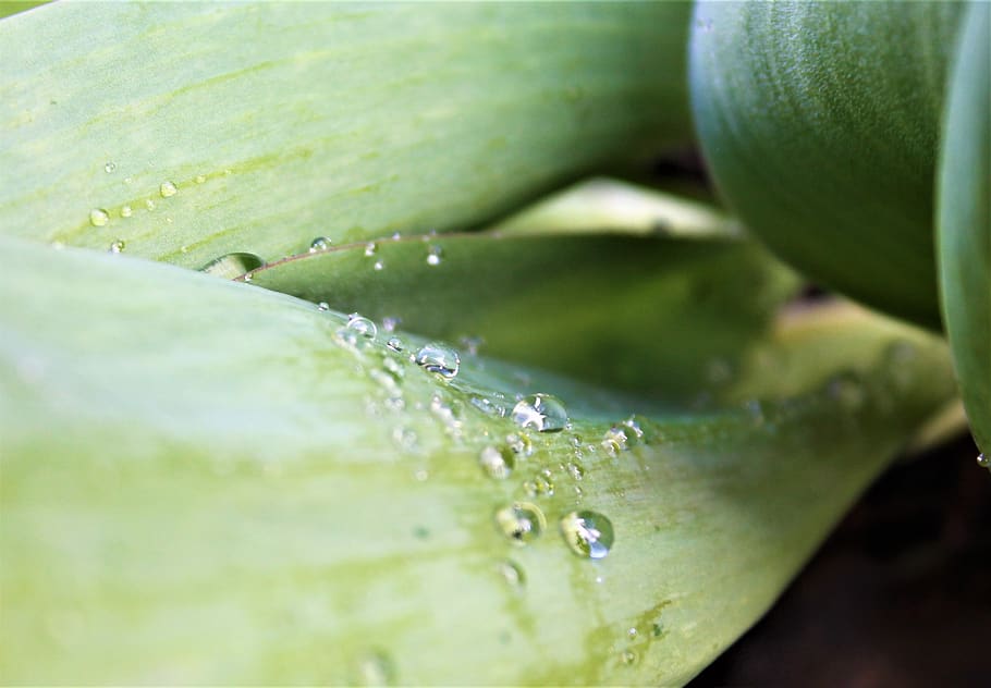drop of water, green plant, raindrop, close up, beaded, juicy, HD wallpaper