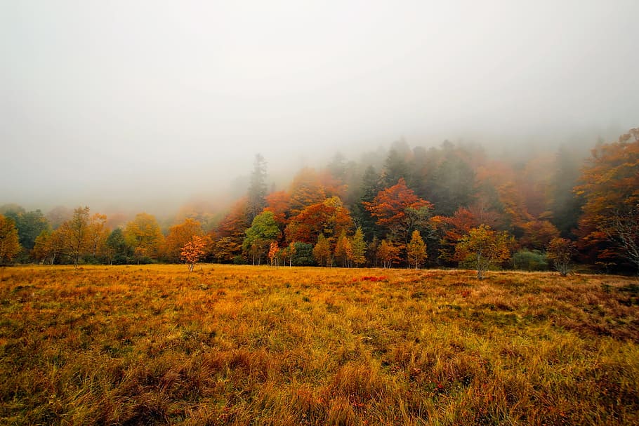 Autumn, Fall, Fall, Colors, Foliage, Forest, trees, woods, fog HD wallpaper