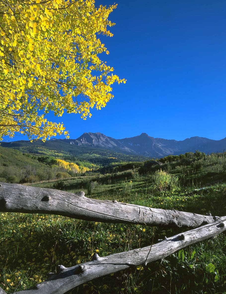 aspen, fall, forest, autumn, yellow, landscape, tree, plant, HD wallpaper