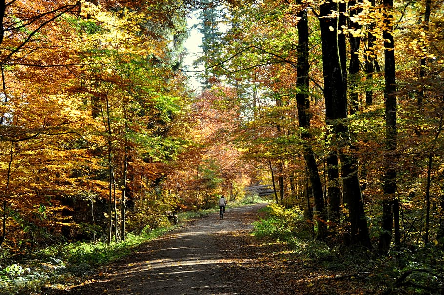 autumn, deciduous forest, nature, fall foliage, leaf, tree HD wallpaper