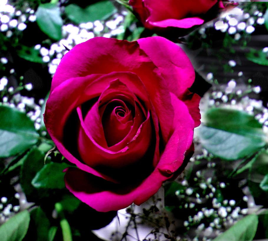 rose, red, rose bloom, romantic, flower, flowering plant, beauty in nature HD wallpaper
