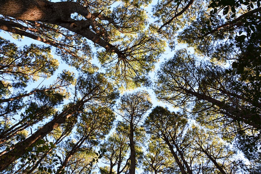 low angle photography of tress, Forest, Tree, Sky, trees, nature HD wallpaper