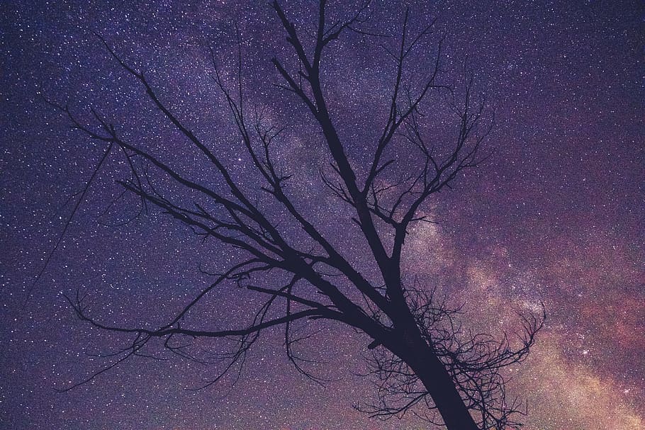 leafless tree during starry night, silhouette, bare, purple HD wallpaper