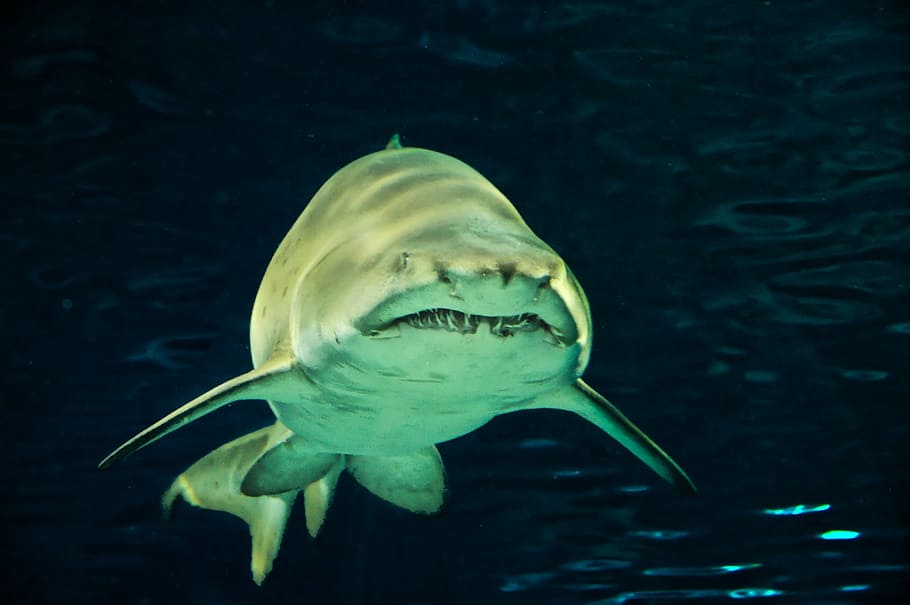 gray shark, hai, fish, predator, risk, gloomy, shark teeth HD wallpaper