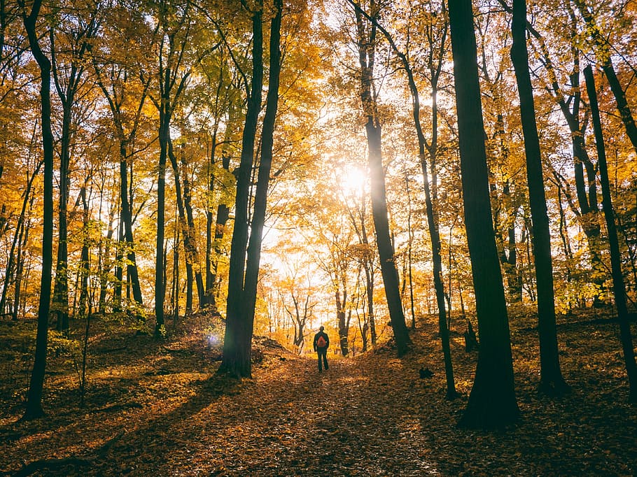 person standing surrounded by trees at daytime photo, plant HD wallpaper