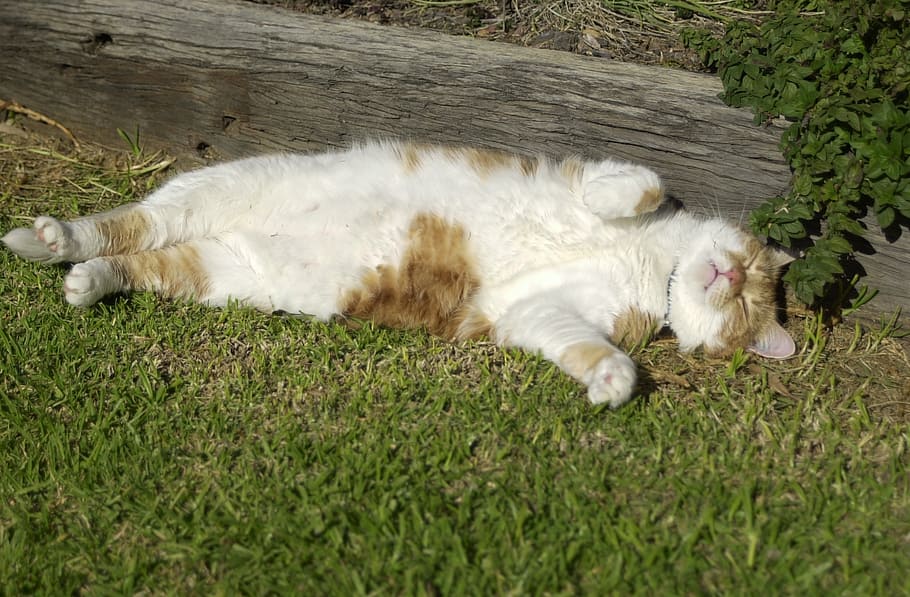 white and orange cat lying on grass near gray wooden board, sleeping, HD wallpaper