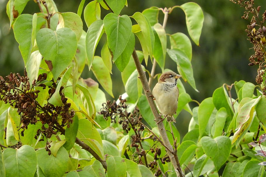 passer domesticus, bird in the bush, lilac, sparrow on the bush, HD wallpaper