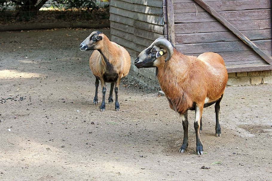Bock, Mutton, Horn, Horns, Deer Park, livestock, enclosure HD wallpaper
