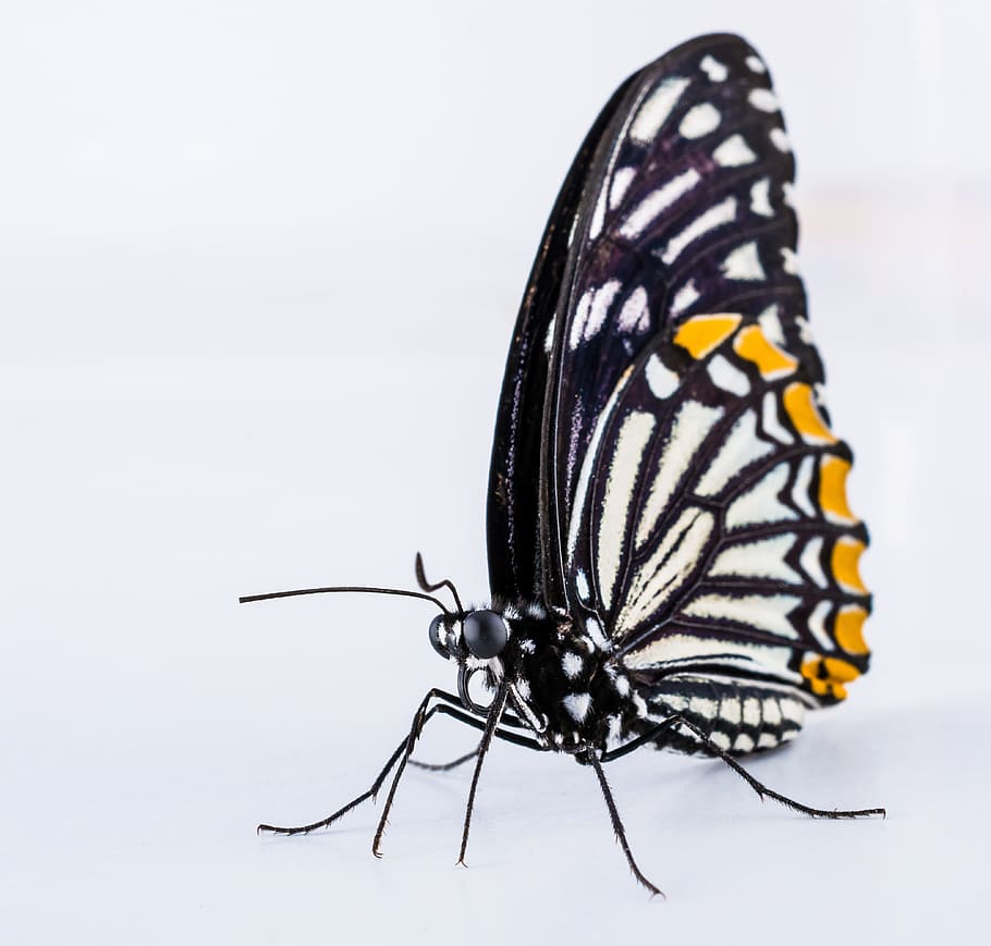 white and black butterfly, insect, butterfly - Insect, nature HD wallpaper