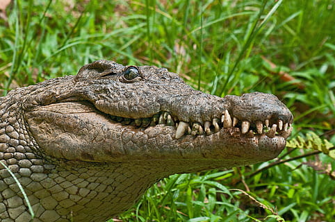 close-up of green crocodile, alligator, predator, madagascar HD wallpaper