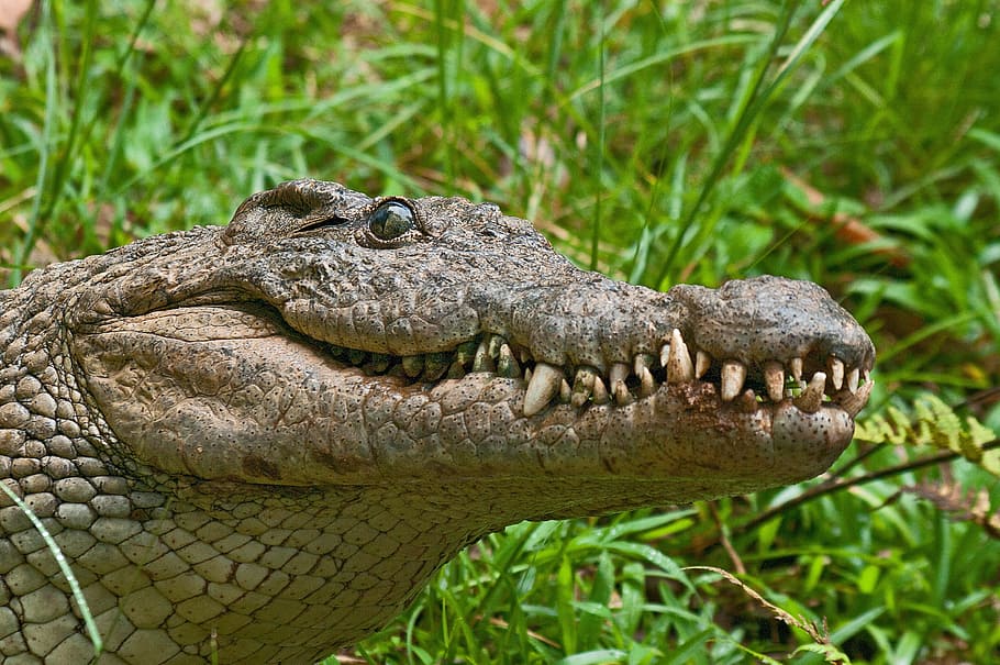close-up of green crocodile, alligator, predator, madagascar HD wallpaper
