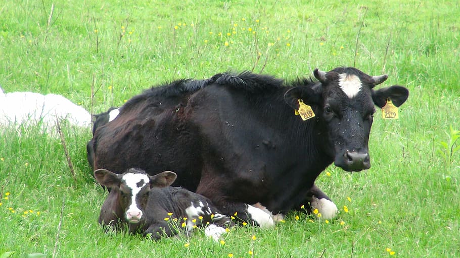 cattle, meadow, spring, calf, grass, animal themes, plant, mammal HD wallpaper