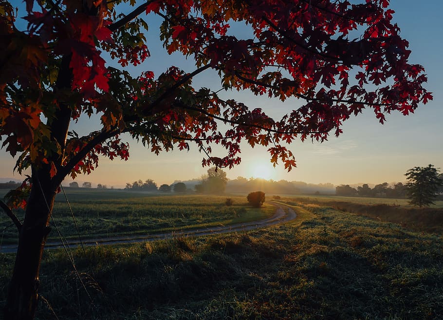 silhouette of tree fronting grass field, brown leafed tree during sunrise HD wallpaper