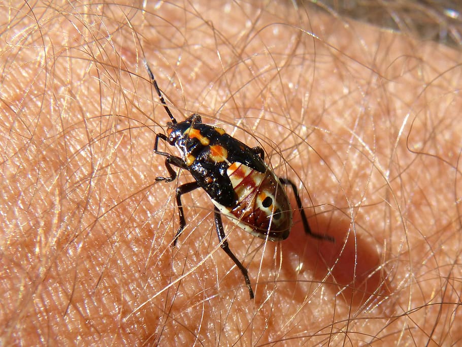 Bug, Beetle, Insect, Arm, tiny, one animal, bare tree, animal themes HD wallpaper