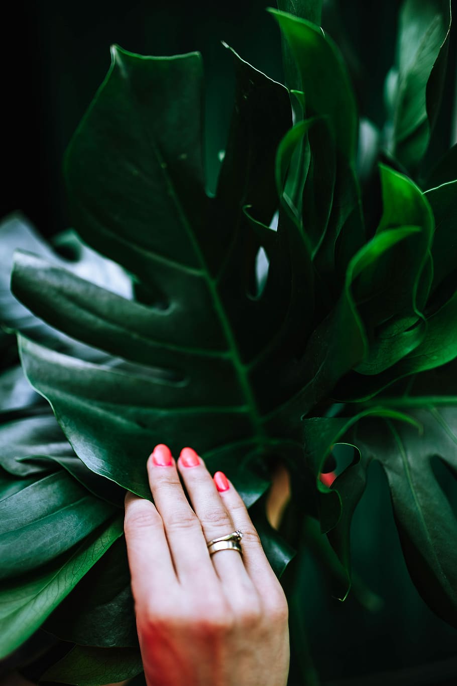 Colorful Exotic Flowers and Greenery, flora, leaf, leaves, tropical HD wallpaper