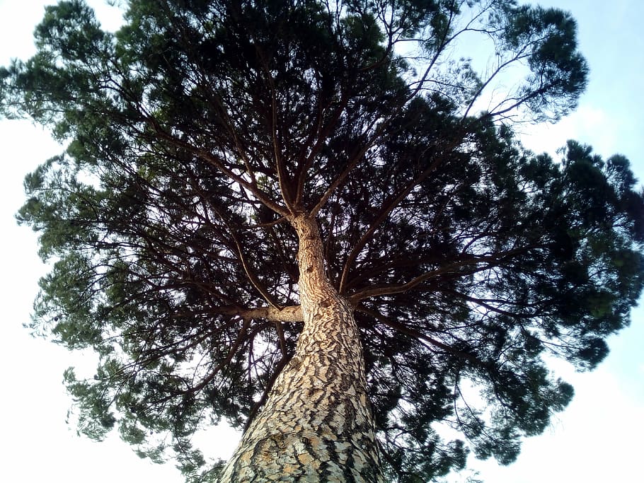 stone pine, pinus pinea, cup, tree, forest, centenary, trees HD wallpaper
