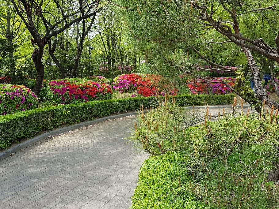 park, scenery, spring, plants, forest, nature, tree, growth HD wallpaper