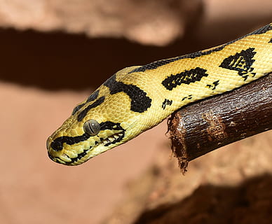 yellow and black snake on brown branch, reptile, animal world HD wallpaper