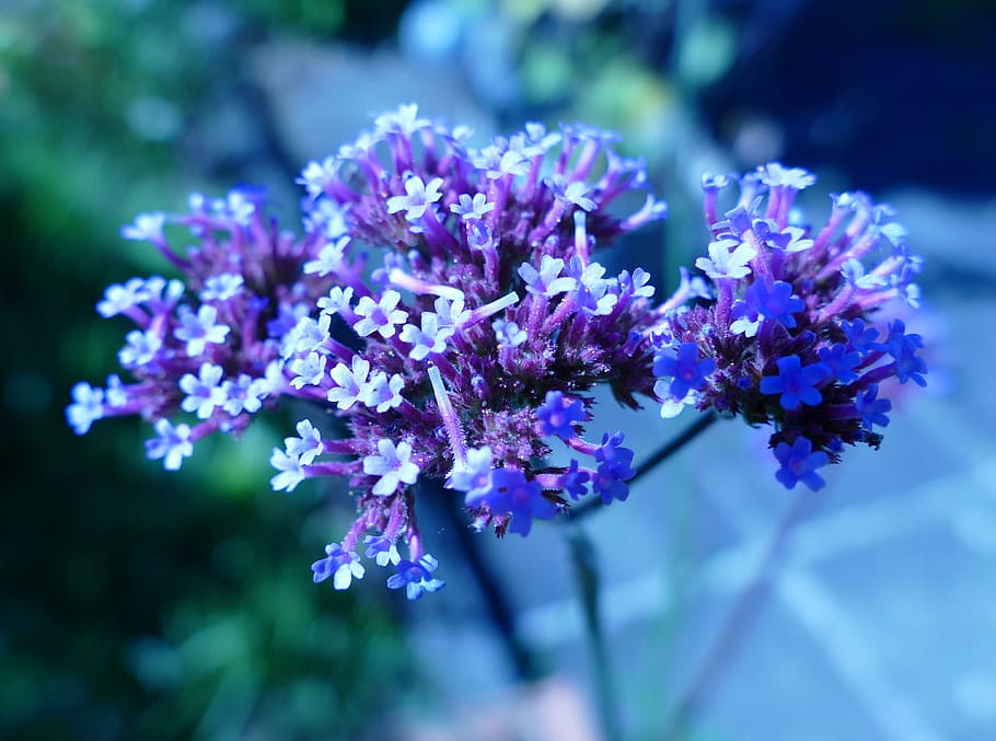 verbena, blue, blossom, bloom, flower, flowering plant, freshness HD wallpaper
