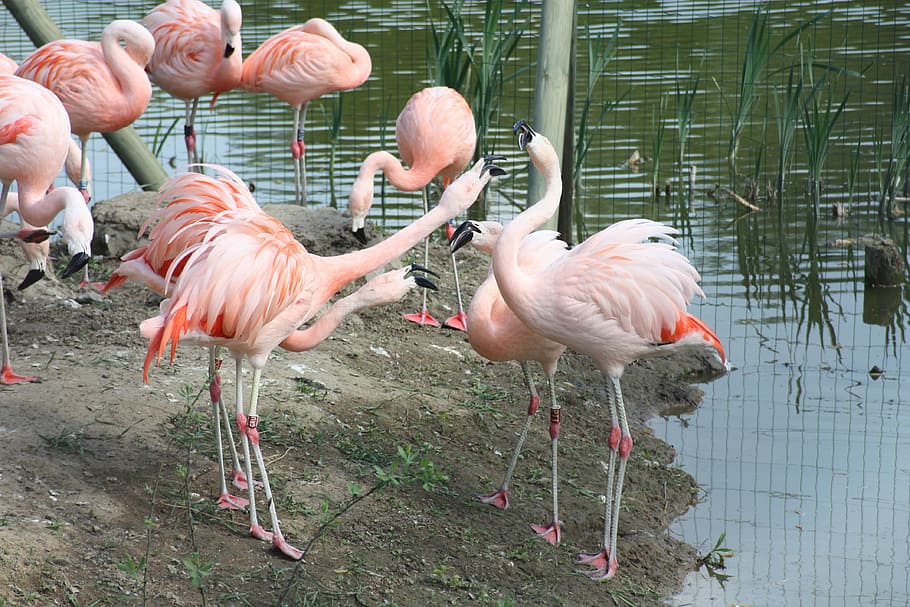 Flamingos, czerwonaki, czerwonakowate, bird, animal wildlife HD wallpaper