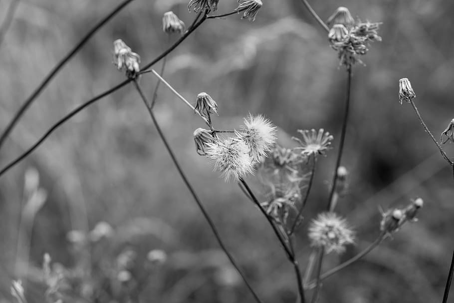 meadow, idyll, rest, flower, grass, field, nature, grey, autumn HD wallpaper