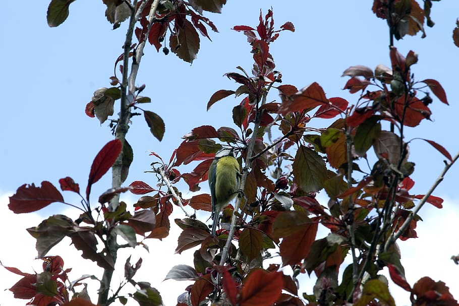 blue tit, bird, tree, branch, leaf, leaves, sky, plant, growth HD wallpaper