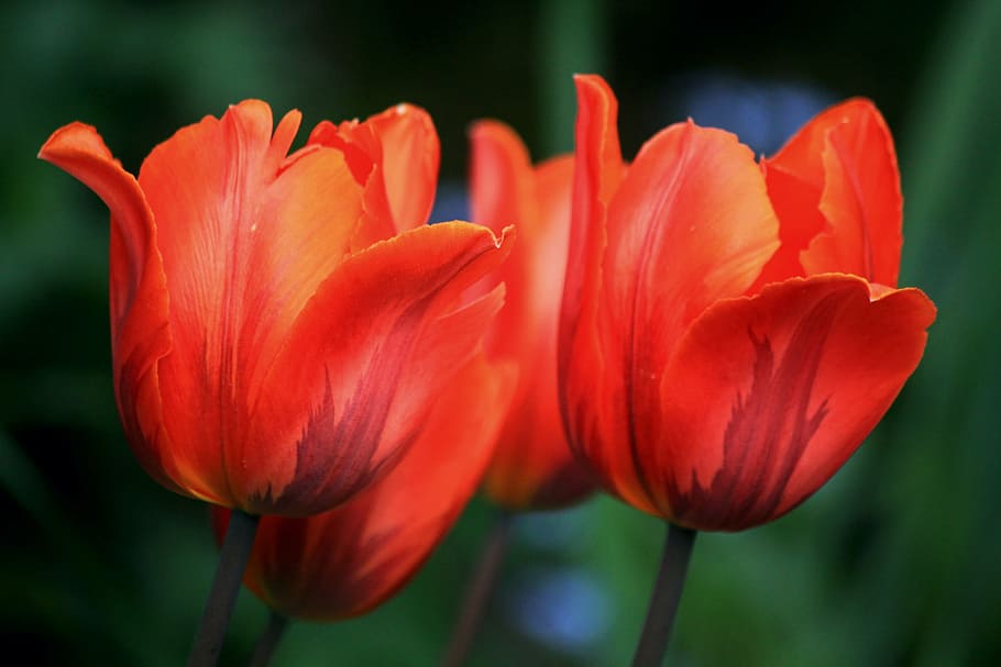 red tulip flowers in bloom, tulips, spring, nature, flora, plant HD wallpaper