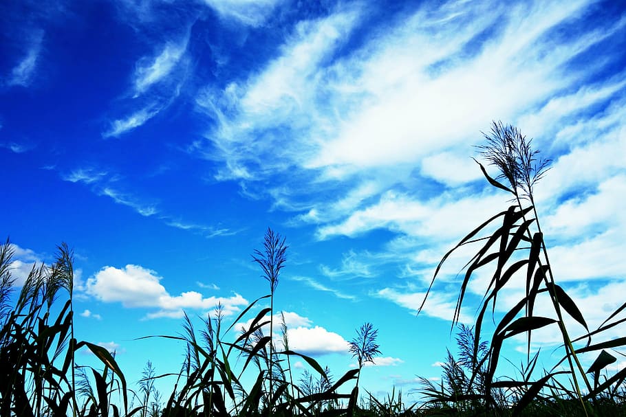 silhouette photo of grass during daytime, rush, reed, nature HD wallpaper