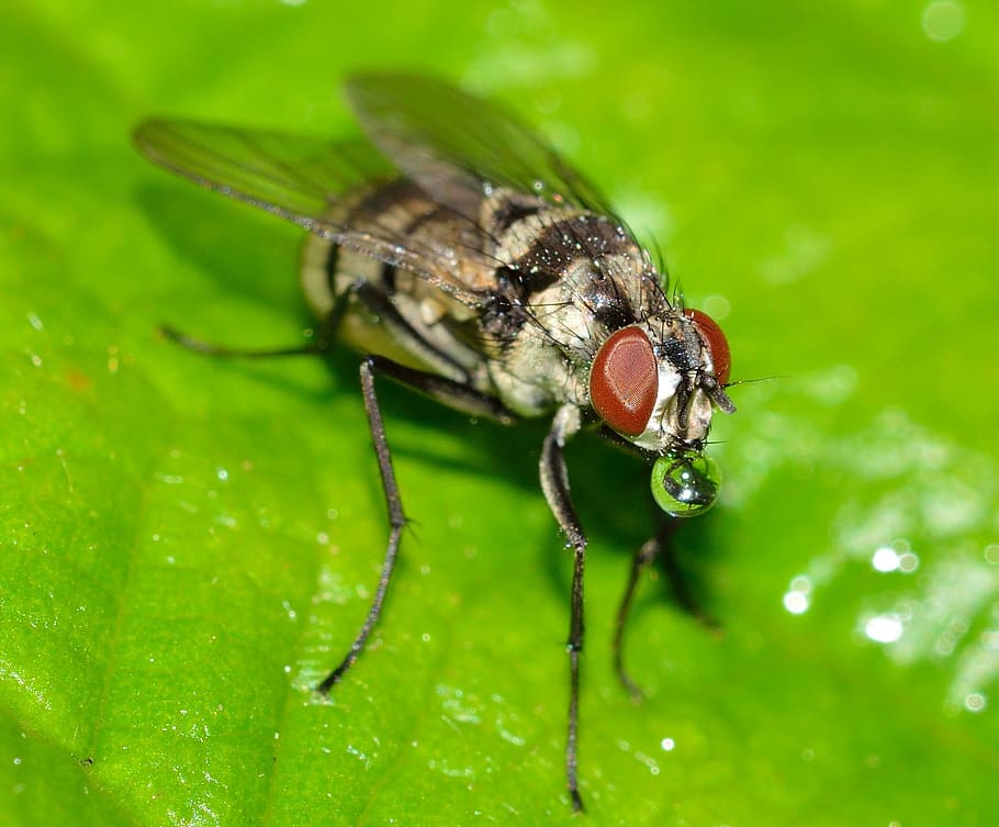Fly, Insects, Diptera, Anthomyia, nature, macro, close-up, animal HD wallpaper